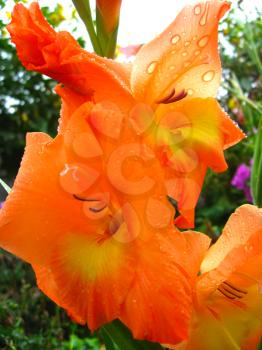 big and beautiful flower of yellow gladiolus