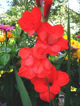 beautiful and bright flower of red gladiolus