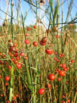 Beautiful plant of asparagus officinalis with red berries