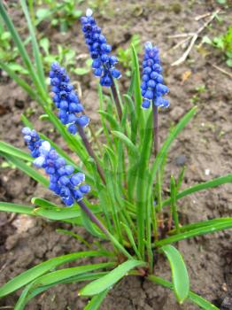image of some beautiful blue flowers of muscari