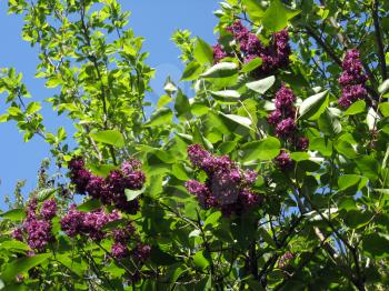 Fine big dense bush of a lilac