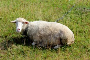 white sheep grazing on the green grass of pasture