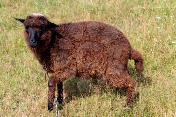 black sheep grazing on a green grass of pasture