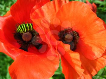 image of the beautiful red flowers of the poppy