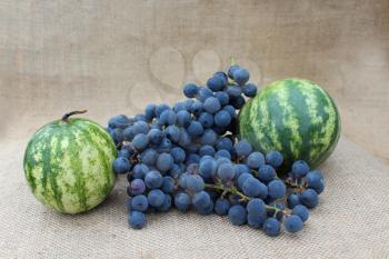 still life from fruits of two watermelons and grape on the gray background