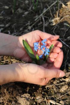 little blue snowdrops in the human hands