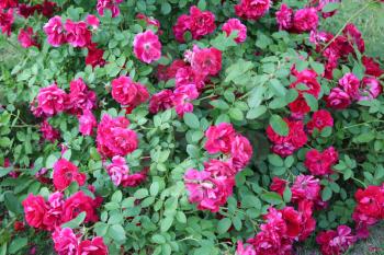 bush of the beautiful and tender red roses