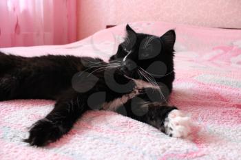 black cat lying prone on the pink matrimonial bed