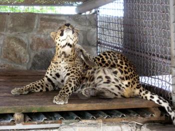 big leopard scratching himself in the zoo