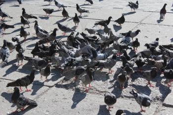 many pigeons feeding on the city road