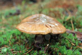 nice mushrooms of Suillus in the forest