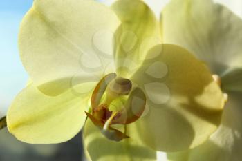 beautiful and big flower of a blossoming yellow orchid