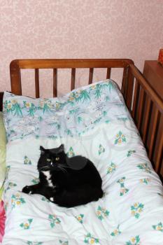 black cat lying prone on the child's bed