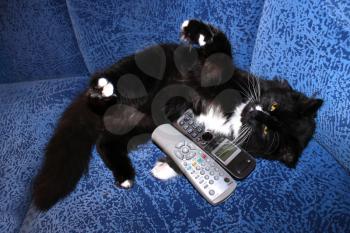 black cat plays with remote control and phone tube on the sofa