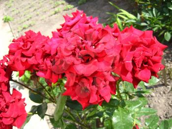image of beautiful flower of tender red  rose