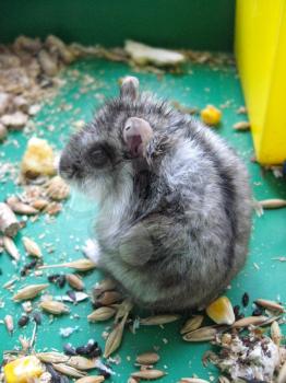 small grey hamster in the cell eats piece of cheese