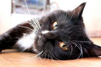 muzzle of black cat lying on the floor