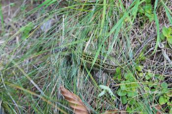 green small lizard creeping in the green grass