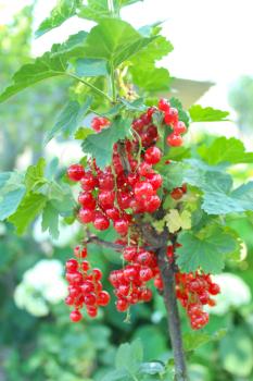 Berry of a red currant  hanging on the bush