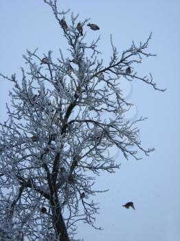 amusing sparrows on the tree with hoarfrost in winter