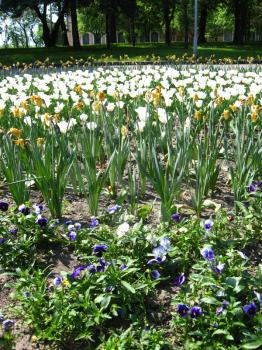 image of white tulips and pansies on the city flower-bed