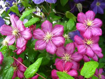 some beautiful pink and big flowers of clematis