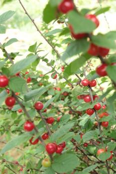 red berry of Prunus tomentosa hanging on the green branch