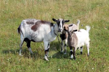 Goat and its kids on the green pasture