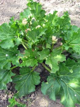 big bush of rhubarb with great green leaves