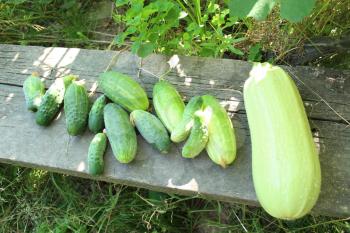 image of harvest of cucumbers and squash