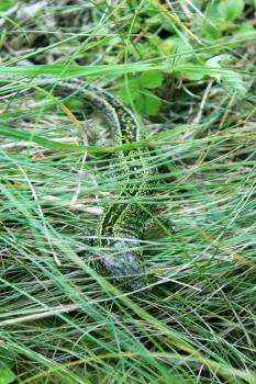 The green small lizard in the grass