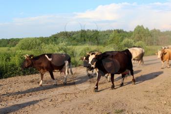 image of cows coming back from pasture