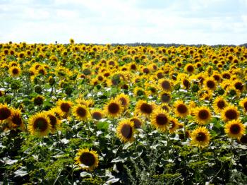 Field with beautiful sunflowers  on the blue sky background