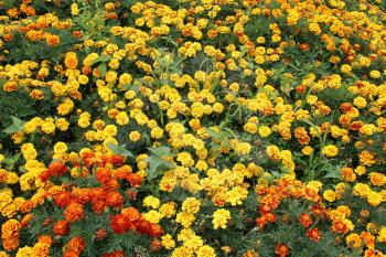 beautiful flower of motley and velvet tagetes and many others