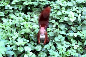image of squirrel in the green bushes in the park