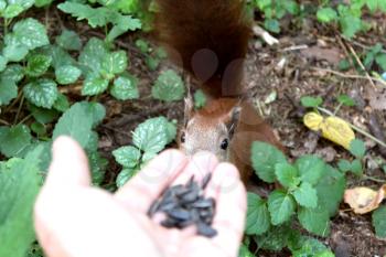 image of squirrel is feeding from hand in the park