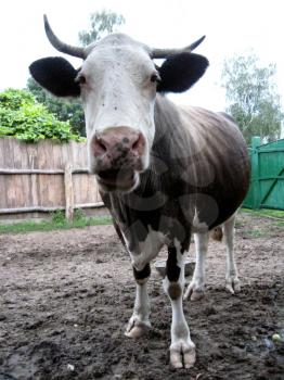 The image of cow chewing an apple
