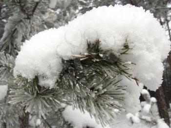 Layer of snow on the fluffy branch of pine