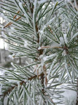 Layer of snow on the fluffy branch of pine with hoar-frost