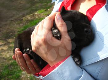 big black puppy in a woman's hand