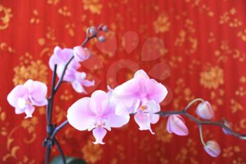 image of beautiful branch of a blossoming orchid in room