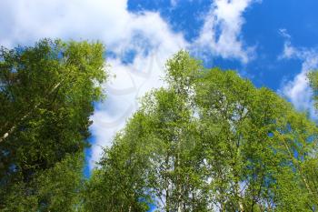 image of tops of birches in the spring