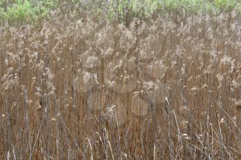 image of thicket of phragmites near the mire