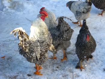Hens walk on a court yard on a background of the blue sky