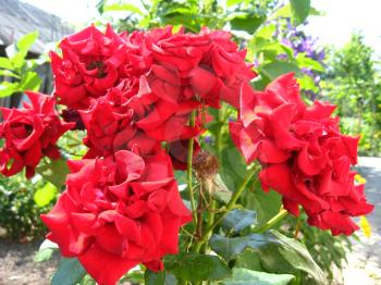 image of beautiful flower of tender red rose