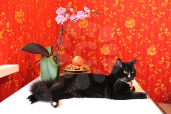 image of black cat in the room with red wallpaper