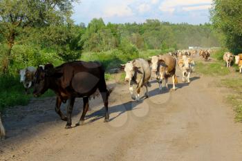 image of cows coming back from pasture