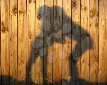 shadow of amicable boy and girl which embrace on wooden surface