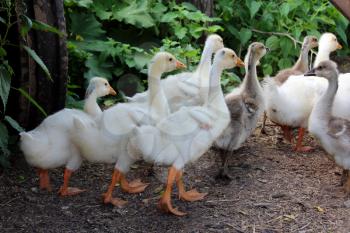 image of some young goslings in the village