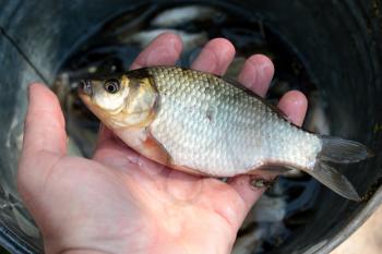 image of caught big crucian in hand